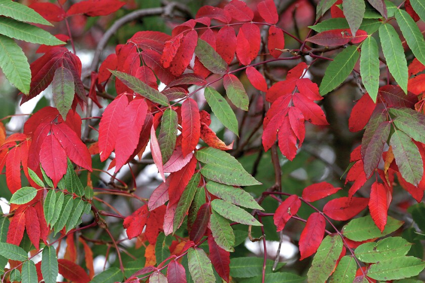 2839468+092316.N.DG_. Sumac rgb.jpg
