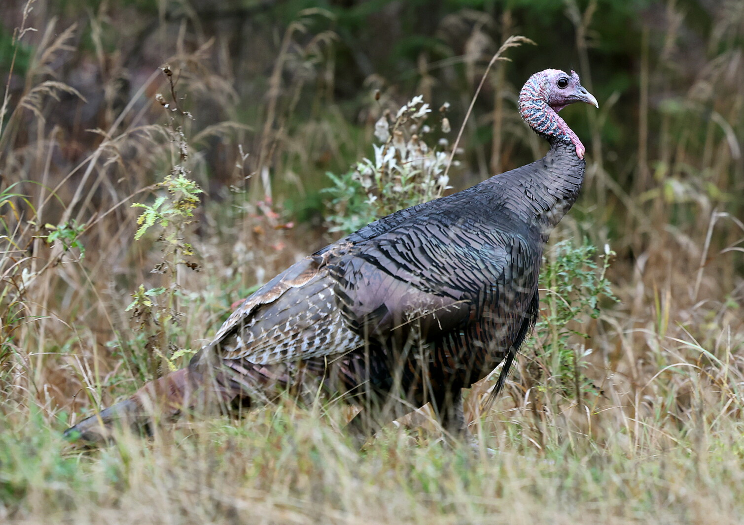 Turkeys In Minnesota Fewer hunters, more turkey in northern Minnesota - Cloquet Pine Journal ...
