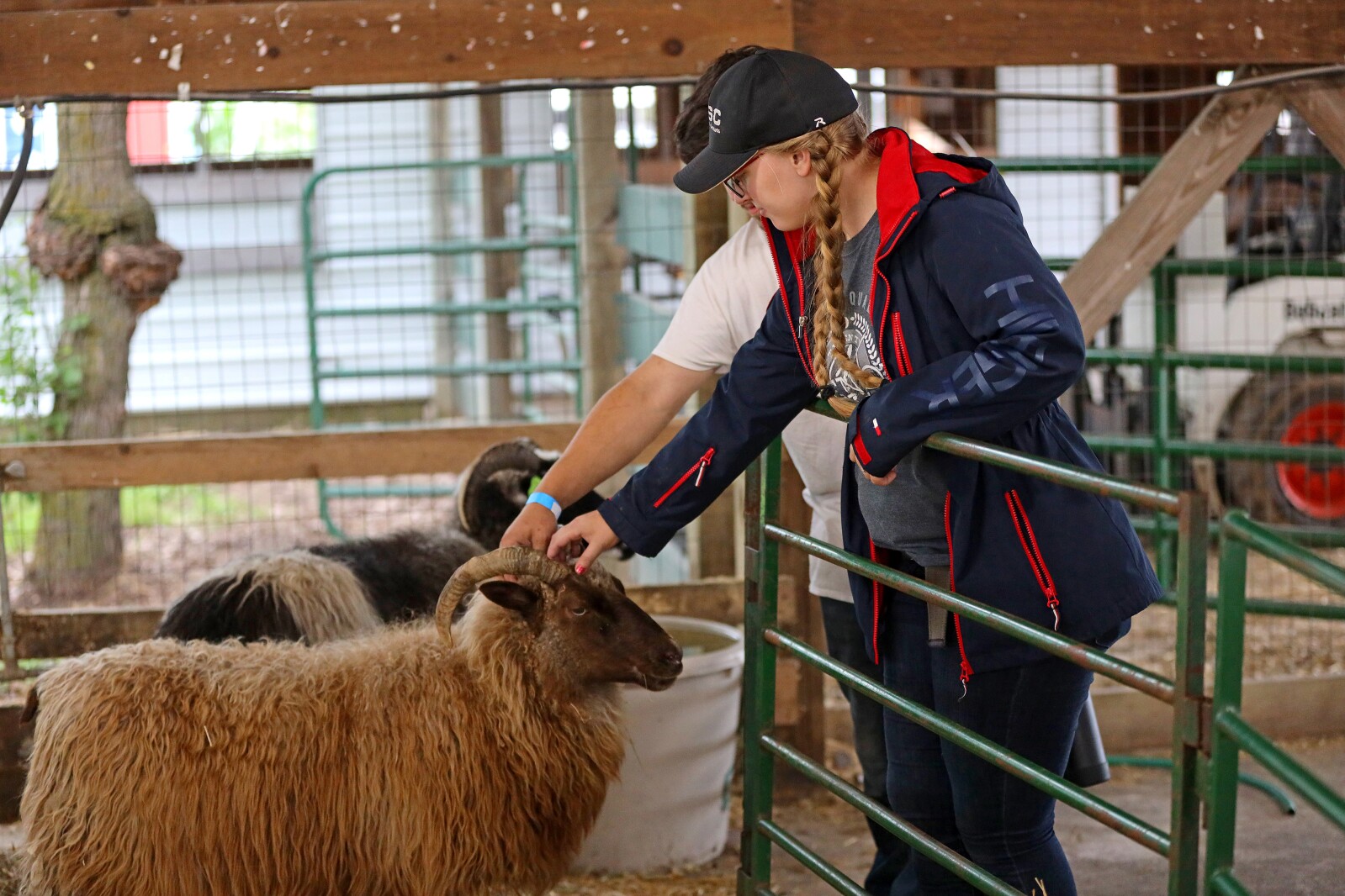 Animals at the Crow Wing Viking Festival