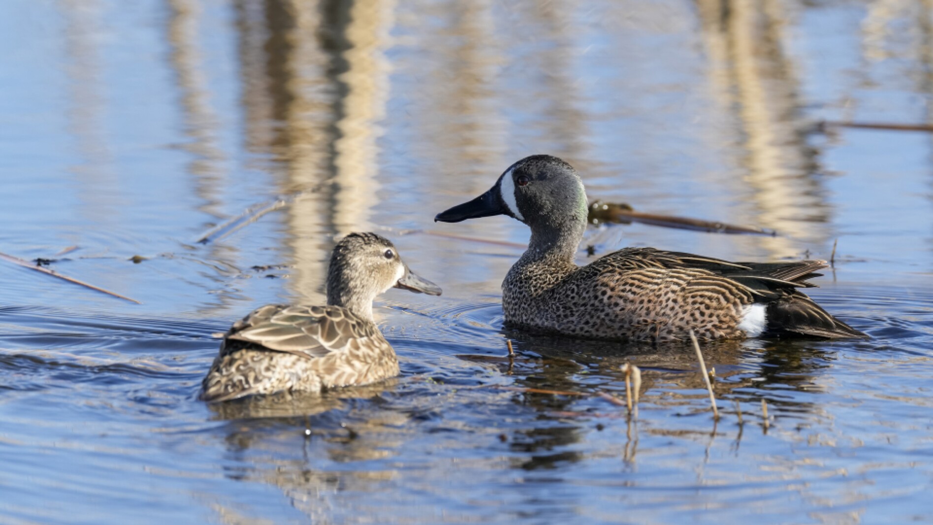 Doug Leier Game And Fish Department Staff Explain 2025 Waterfowl doug-leier-game-and-fish-department-staff-explain-2025-waterfowl