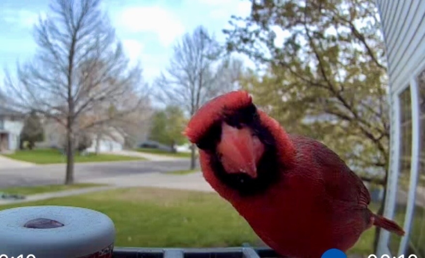 Briggs: I've transformed from party animal to bird lady