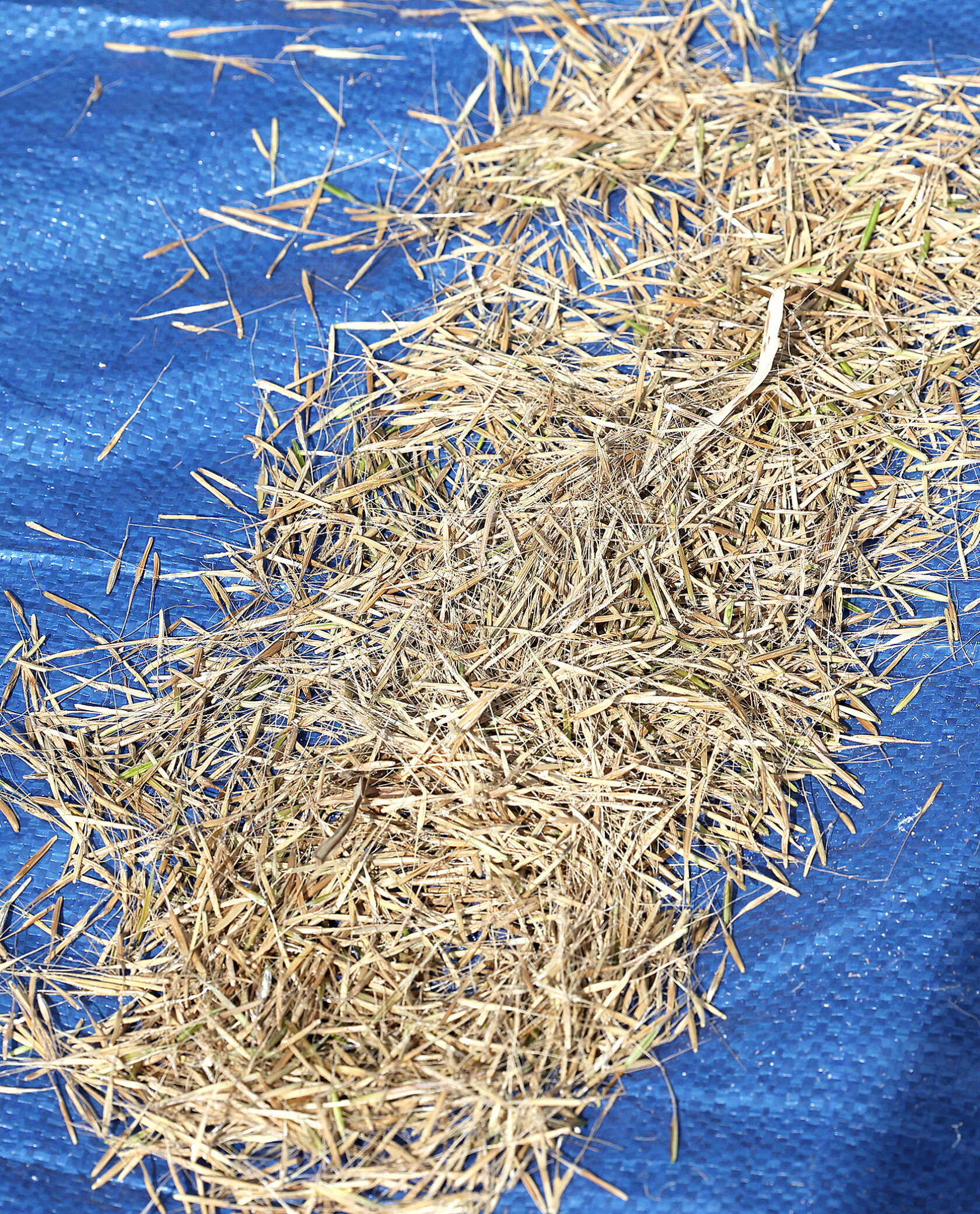 Photos: Indigenous leaders share wild-rice harvesting traditions ...