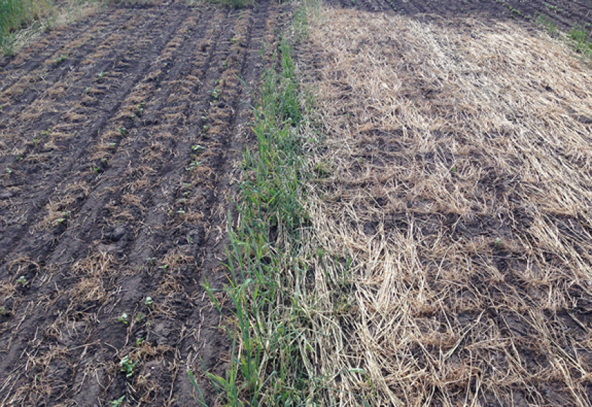 A photo shows different trials of planting pinto beans into rye.