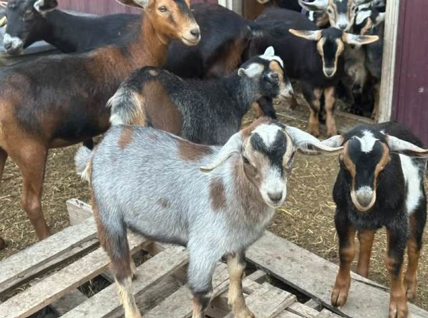 day on farm-goat.png