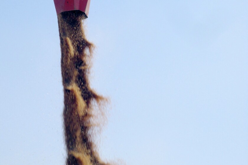 Wheat
