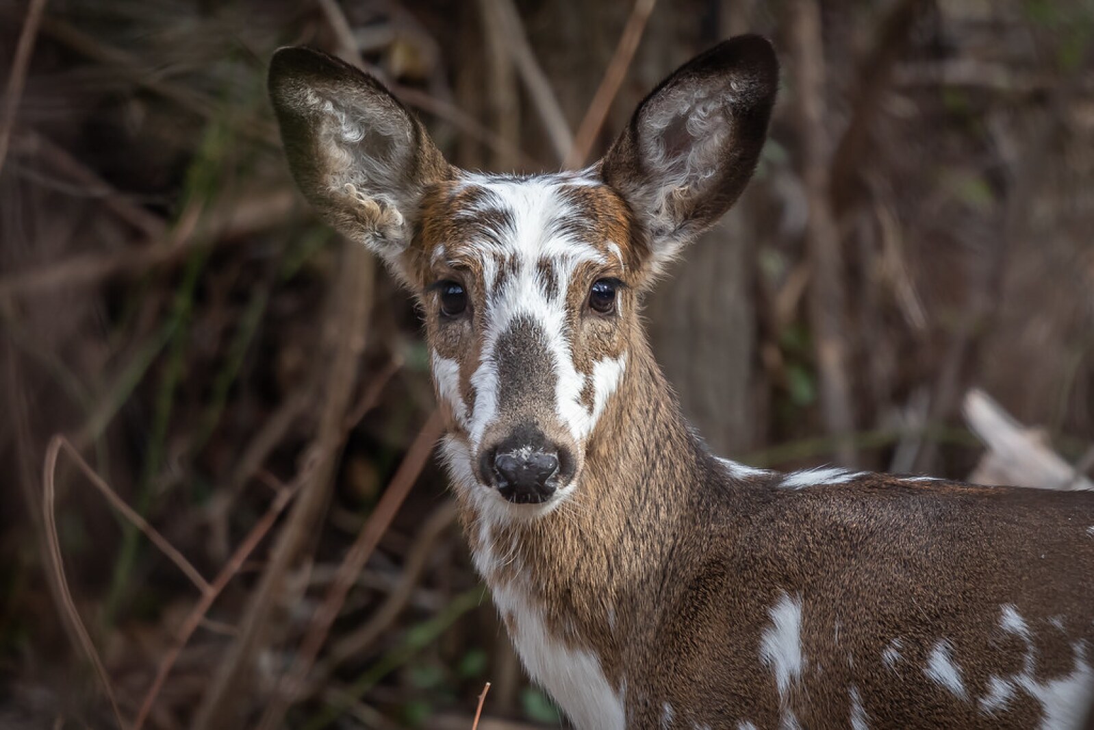 BLANE KLEMEK OUTDOORS: Spotting piebald wildlife is a rare, interesting