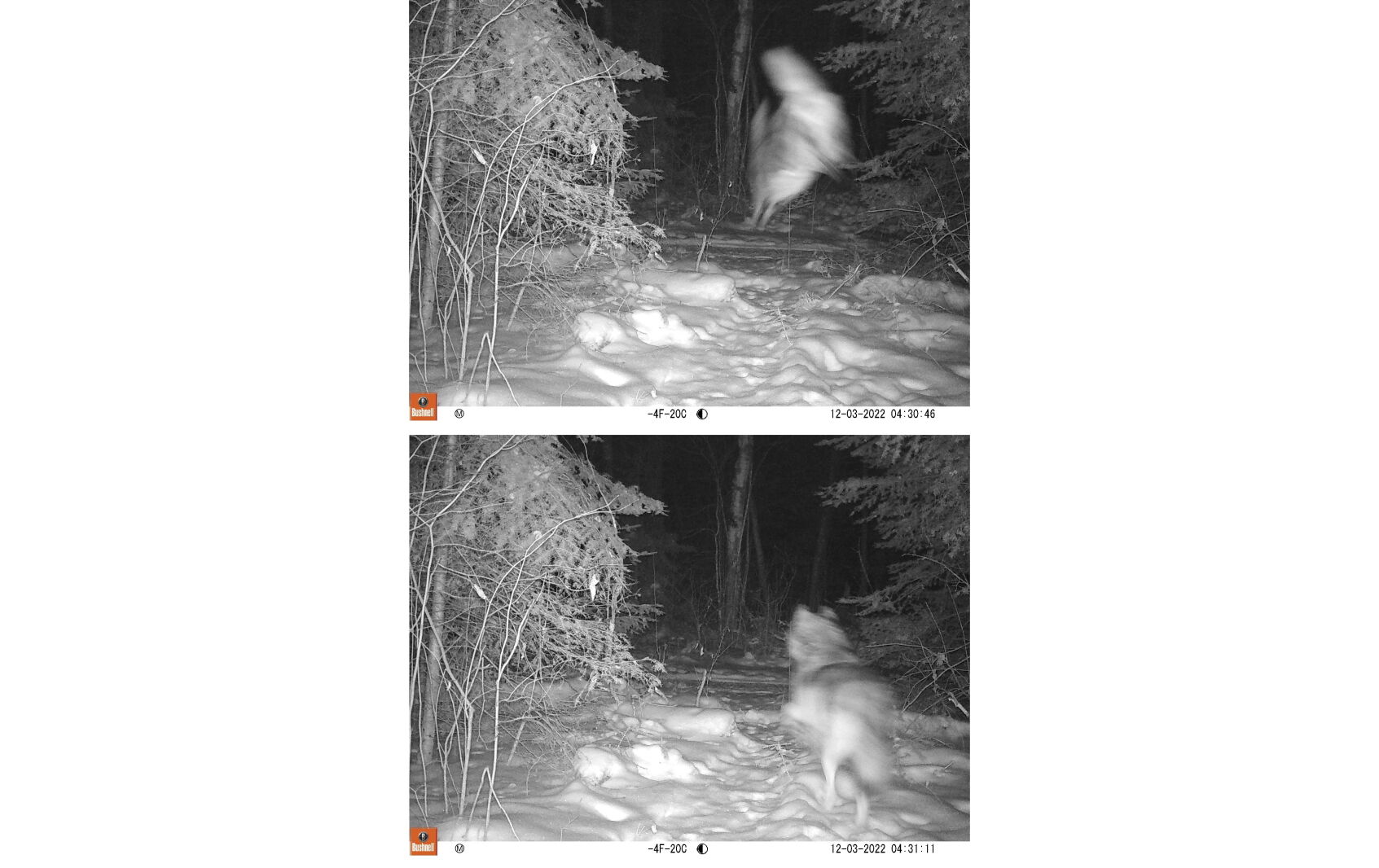 Trail camera captures memorable images of a wolf chasing a deer on Oak ...