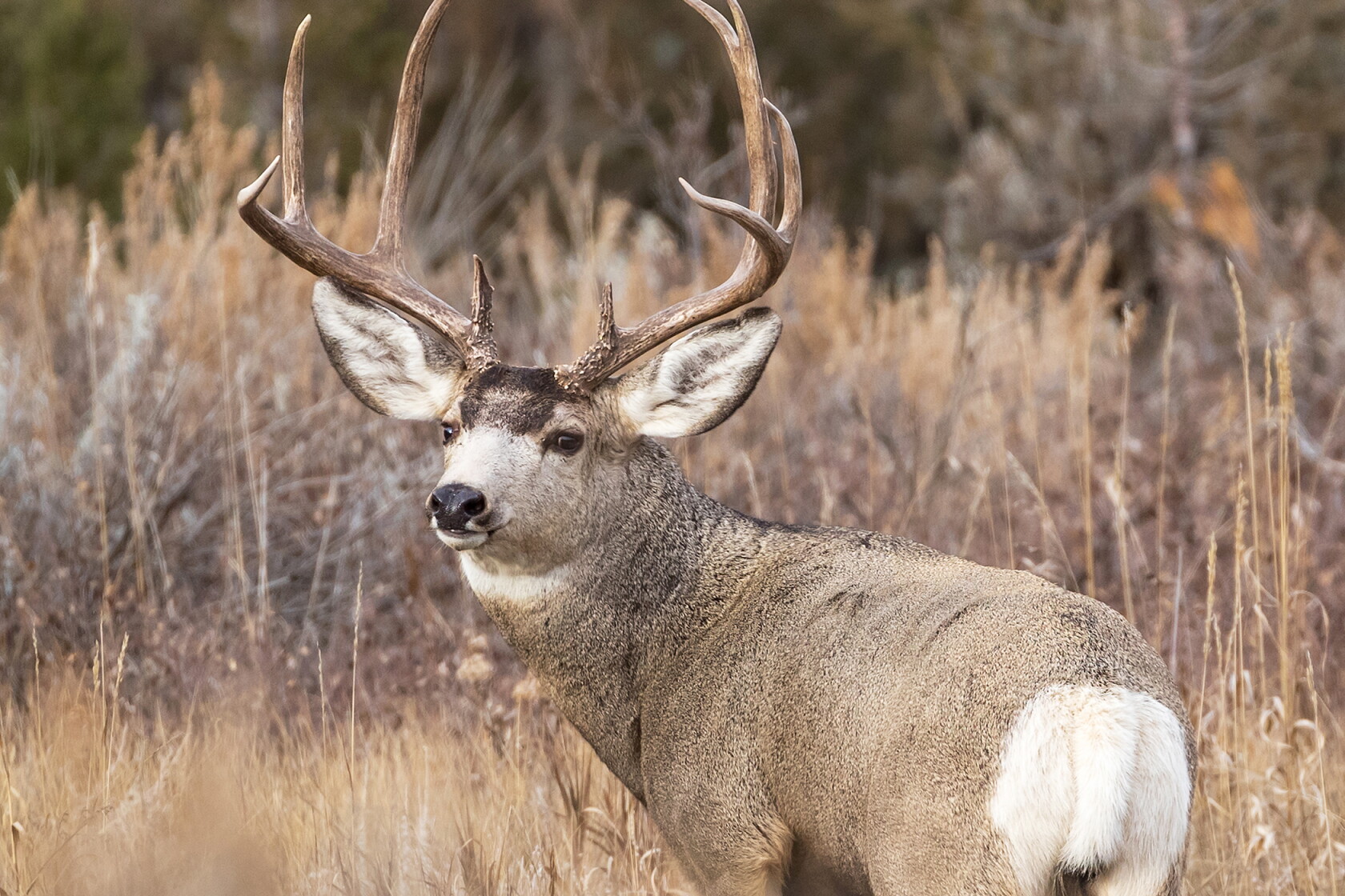 Hunting Comms Badlands deer hunting pressure takes center stage as outdoors issue ...