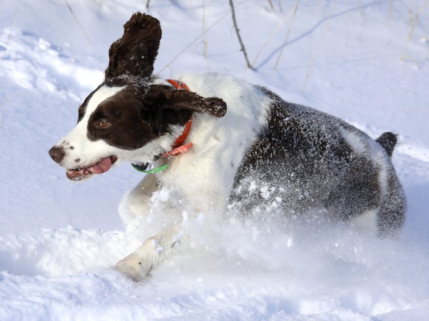 122219.O.DNT.PheasantCeoC7.jpg