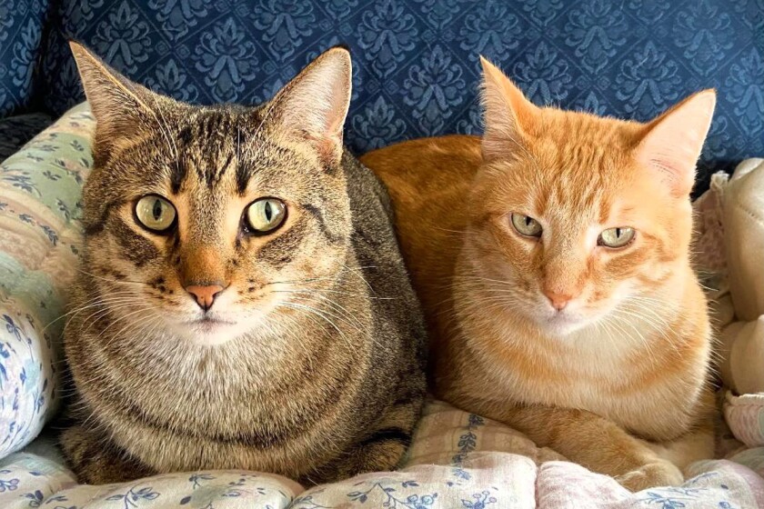 PET_FritzGingersnap.jpeg