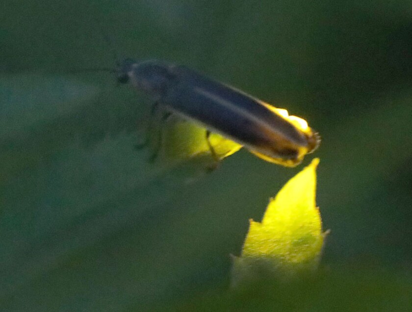 Firefly individual June 7 2021 S.jpg