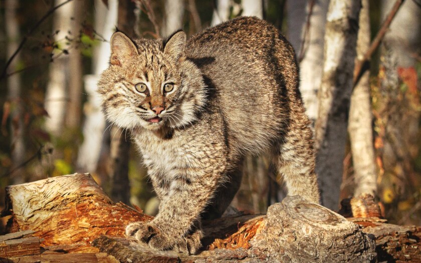 FACES_Bobcat.jpg