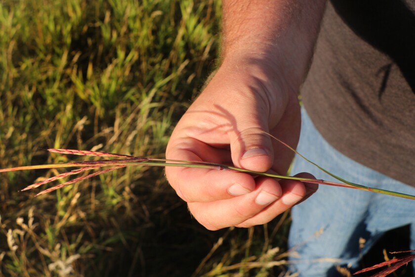 A farmer holds a head of big bluestem, a native grass that once dominated the tall-grass prairie.