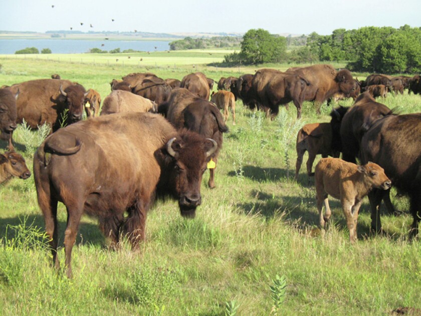 Bison