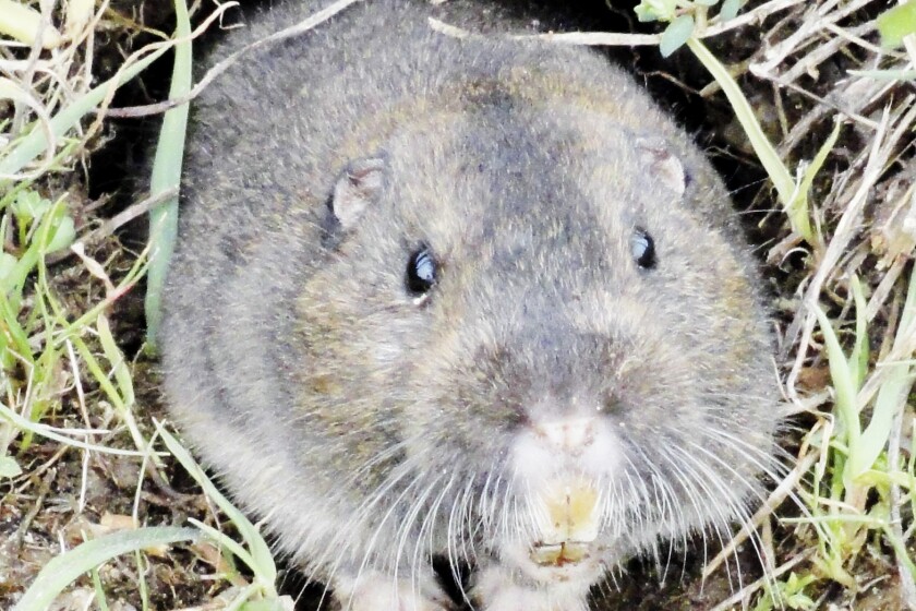Gopher gold: Bounties jump for fiber-optic chewing rodents - Alexandria ...