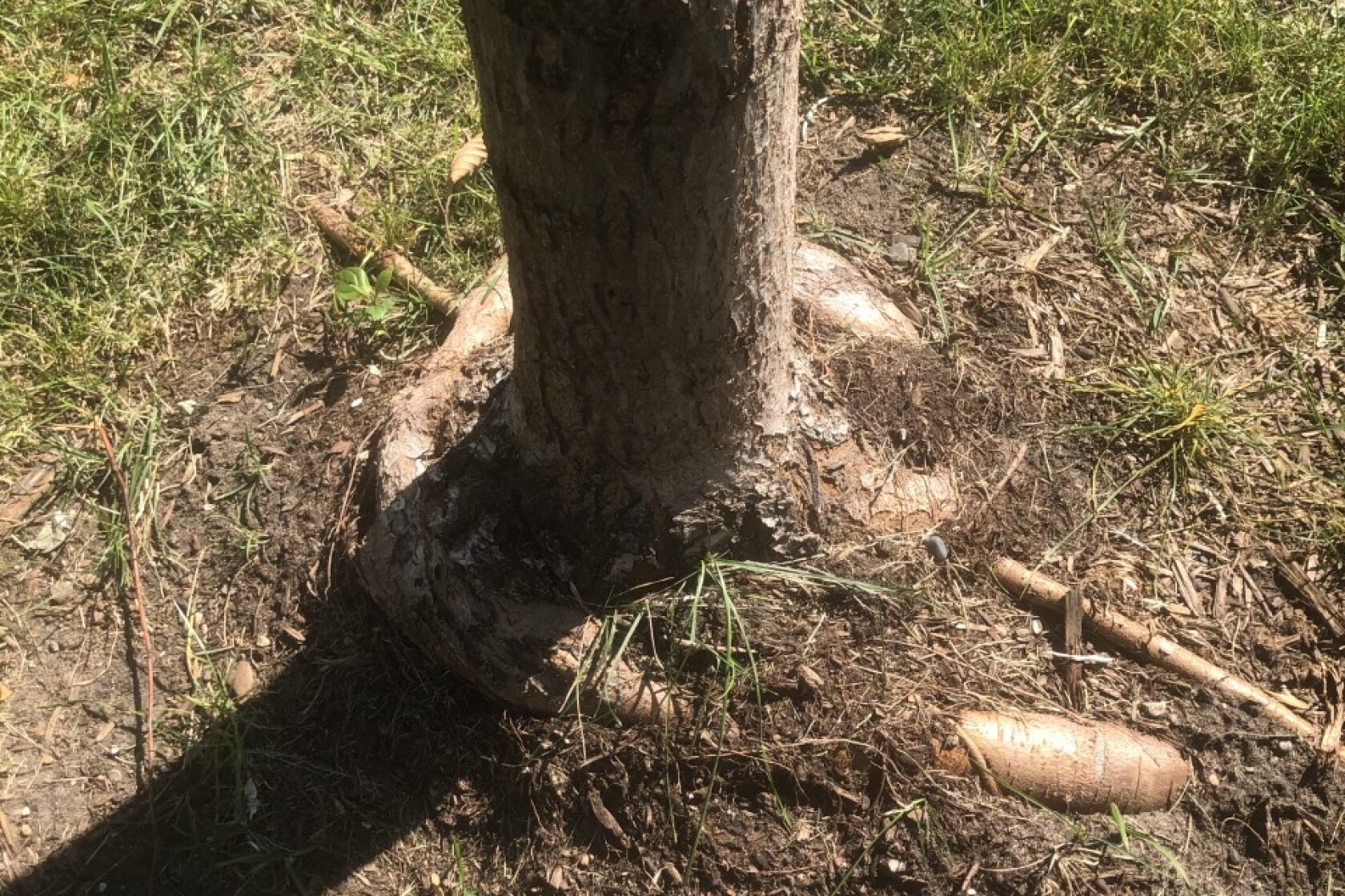 Dangerous circling tree roots, tomatoes ripening off vine, storing ...