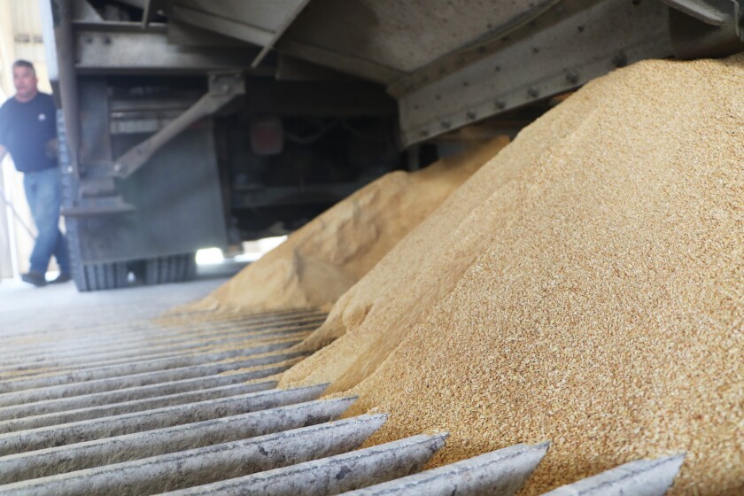 Soybean meal spills from a hopper-loading truck into a grate on a loading bay floor.