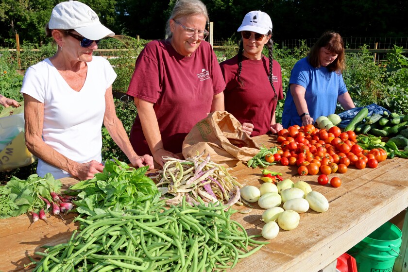 People standing around a wooden table in a garden. The table is filled with vegetables.