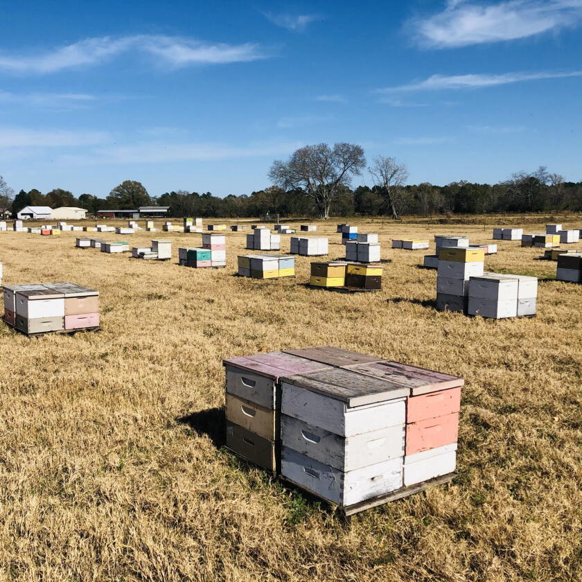 Ames Ranch Local honey production on the decline in Minnesota - West Central ...