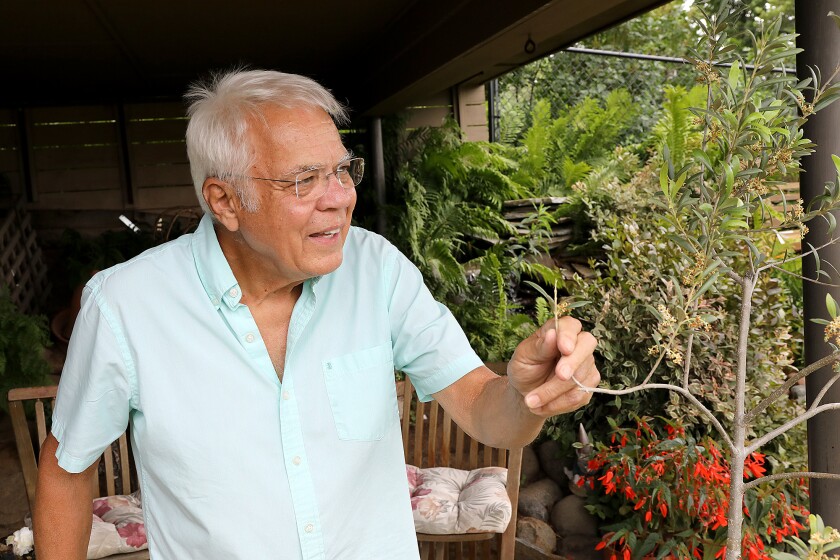 Greg Bonovetz looks over a branch of his olive tree