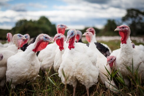 Turkeys
