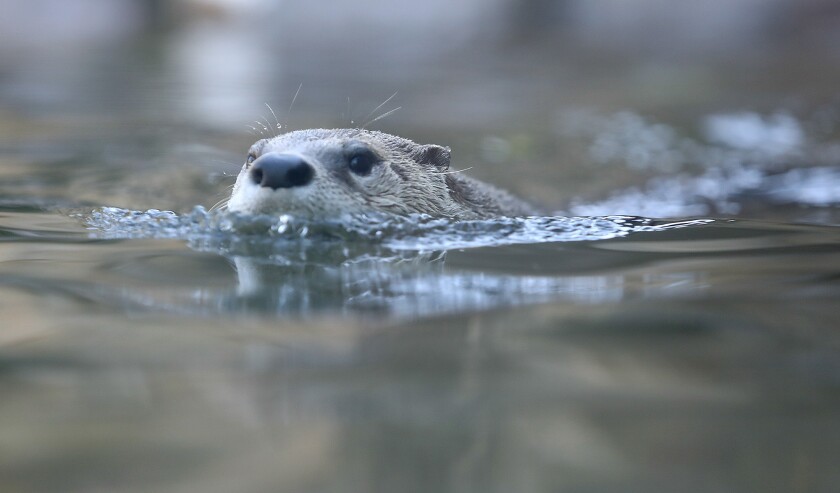 092521.n.dnt.Zoo5.jpg