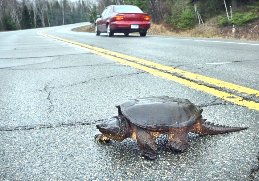 snapping turtle