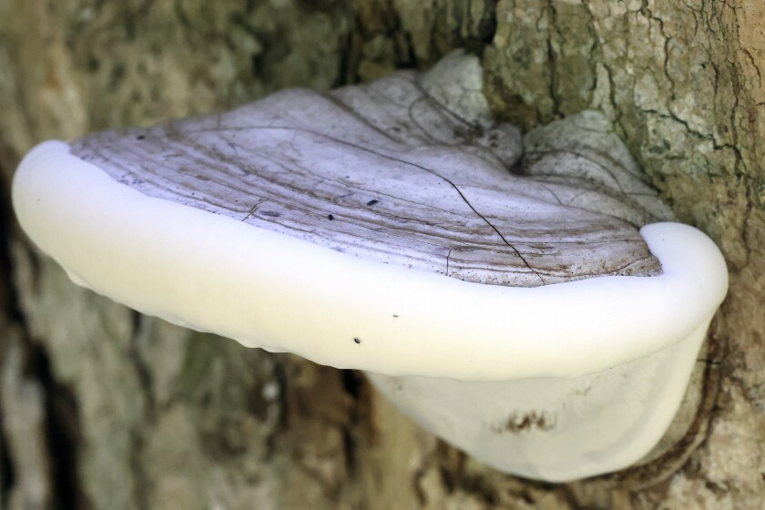 Mushroom.