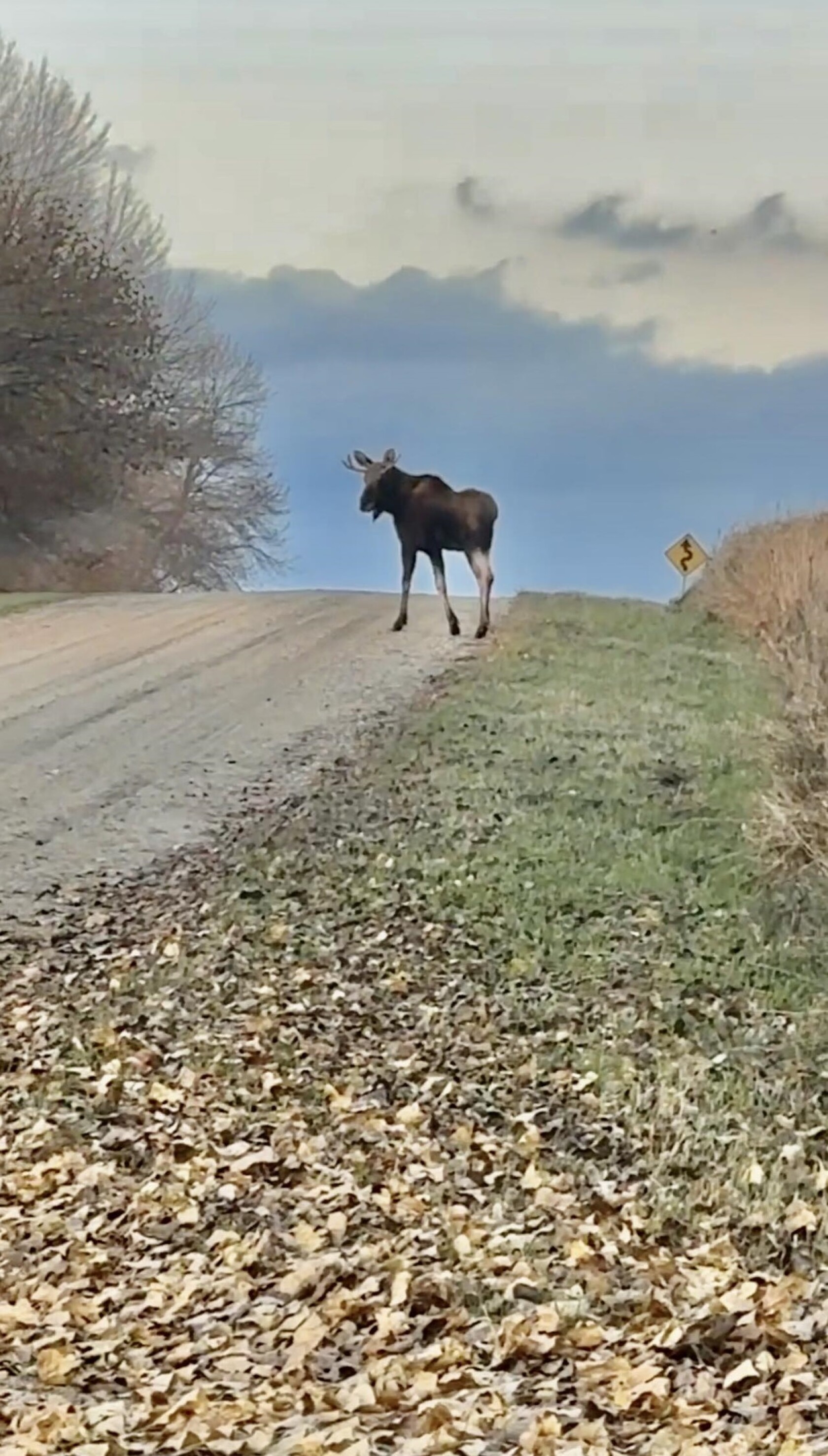 Photos: Updates on the trek of 'Rut the moose