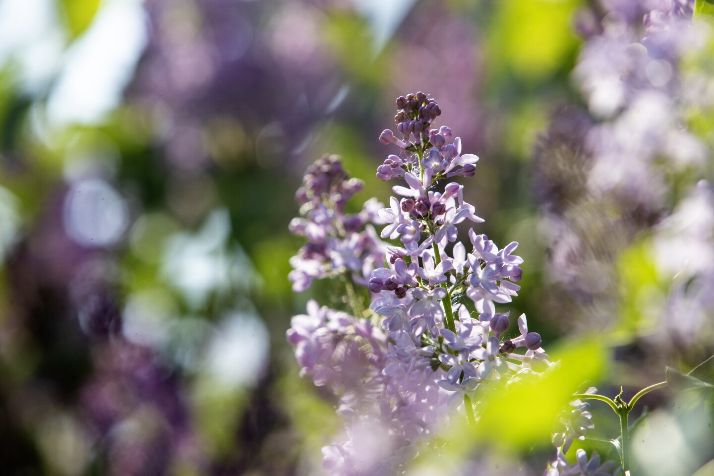 Minnesota Spring April Photos: Spring's resurgence brings needed splash of color to Kandiyohi ...