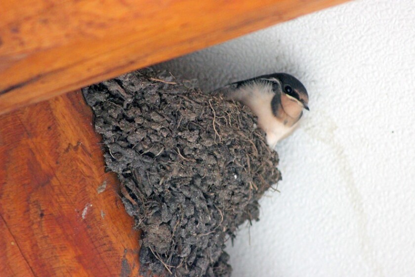 young barn swallow.jpg