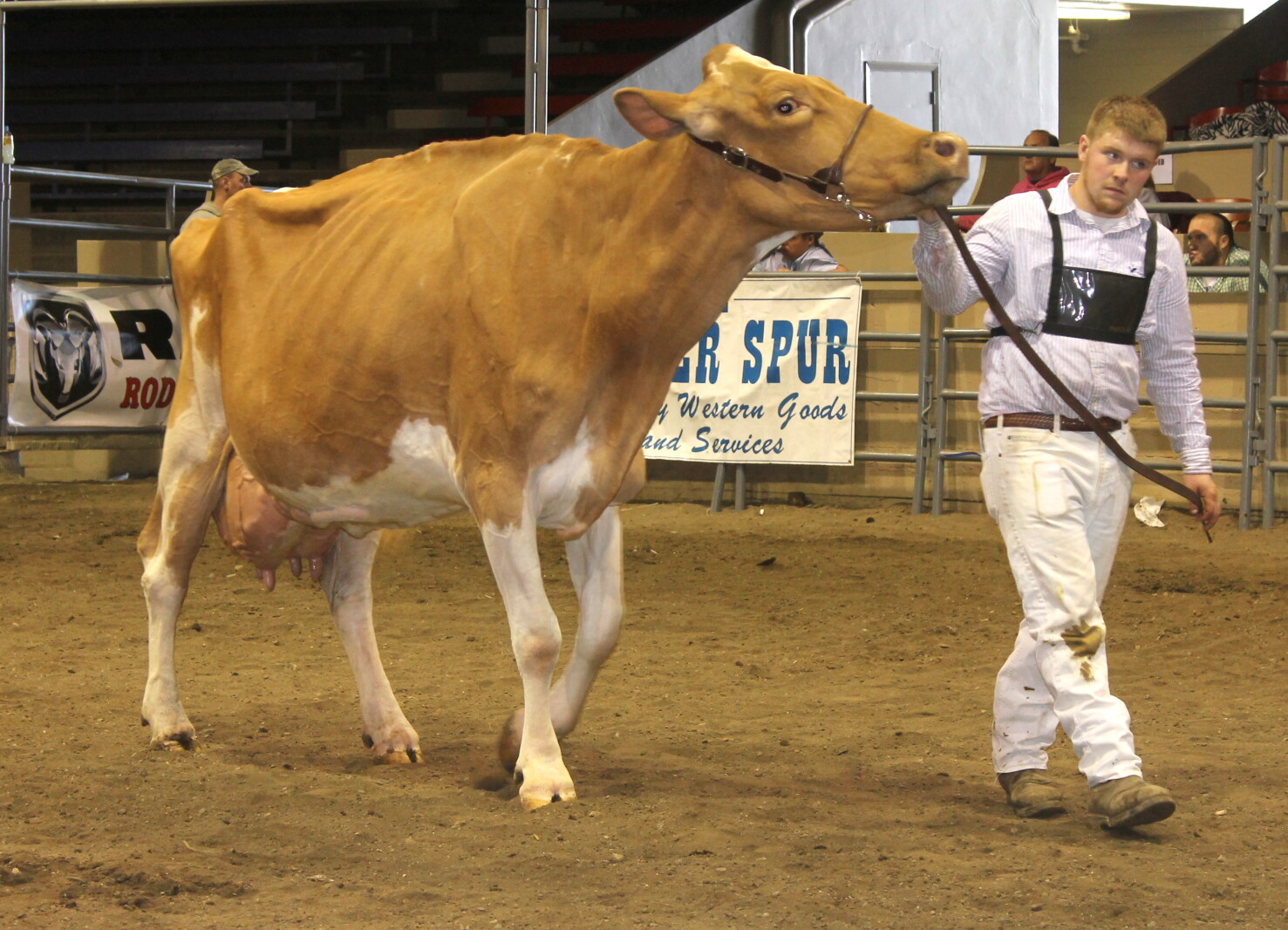 Cow Congress Position National Cattle Congress Fair - Post Bulletin | Rochester Minnesota ...