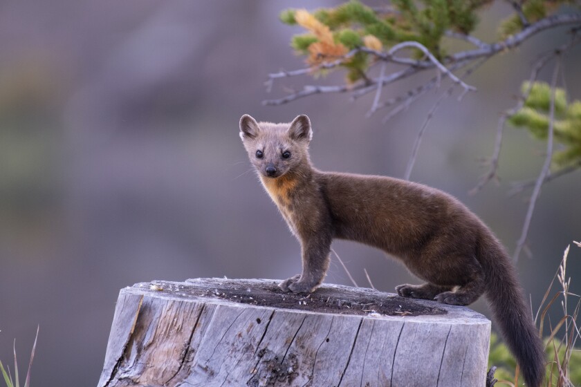 GeneStukelPineMarten_DSC4628.jpg