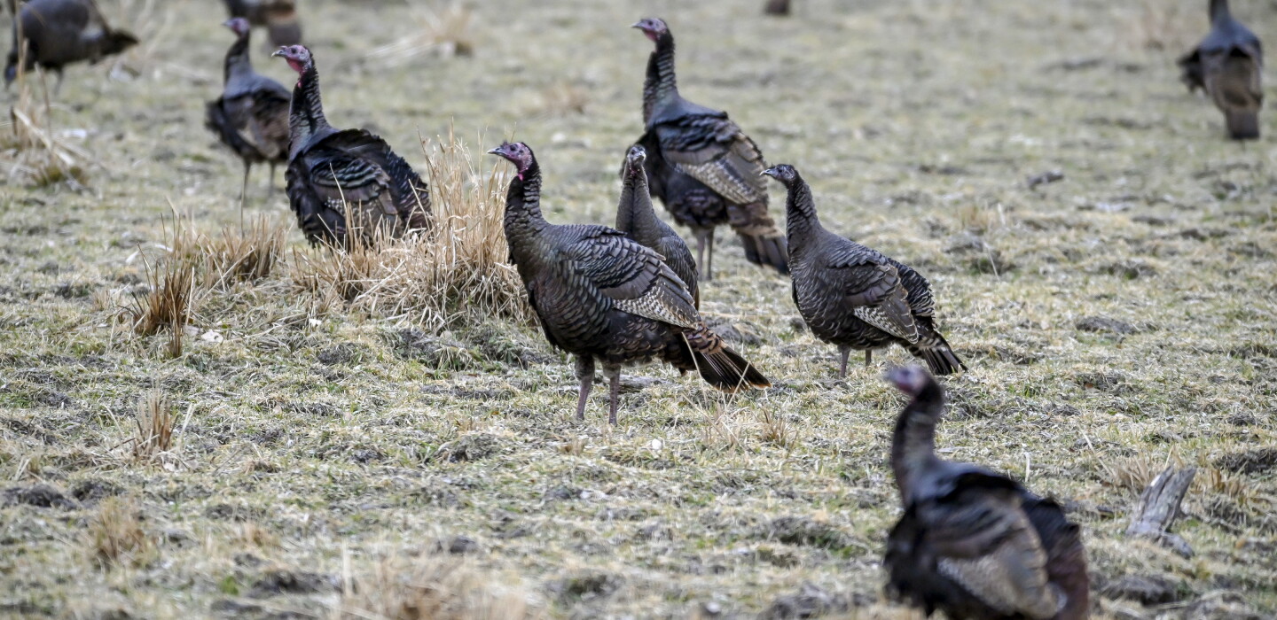 GF&P proposal would drastically expand South Dakota's license limits, locations for fall turkey hunting