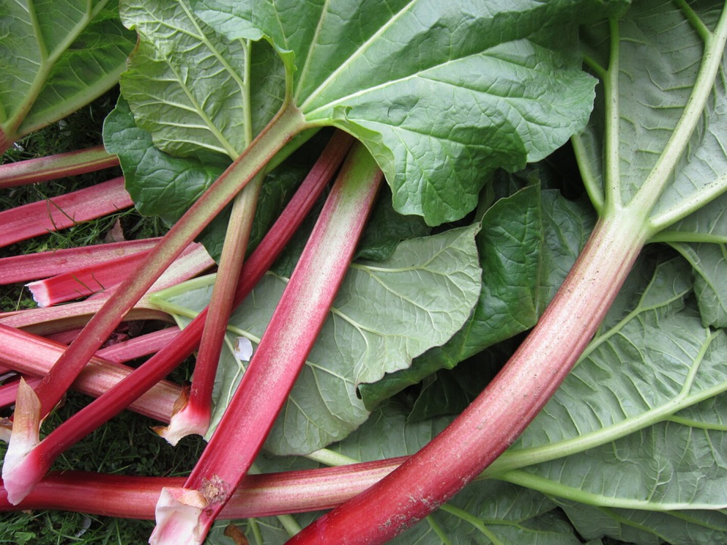 A bad day made better thanks to Mother's rhubarb cake