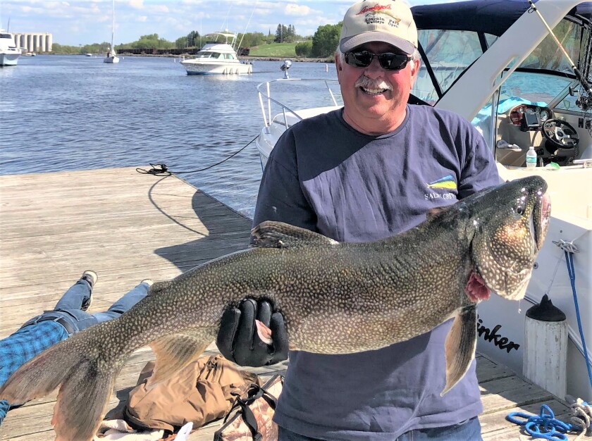 big lake trout
