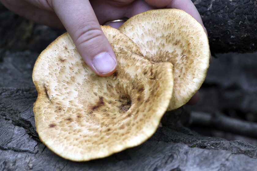 Mushrooms 9