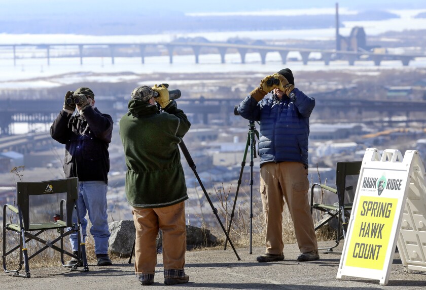 Watching spring eagles. Duluth