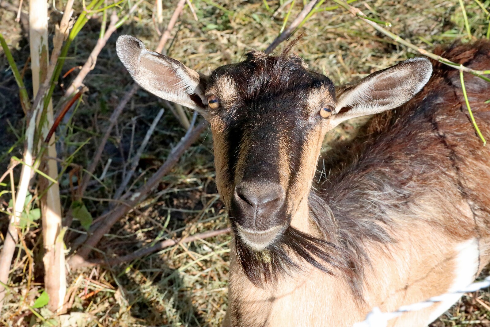 Goats at Bethlehem Evangelical Lutheran Church