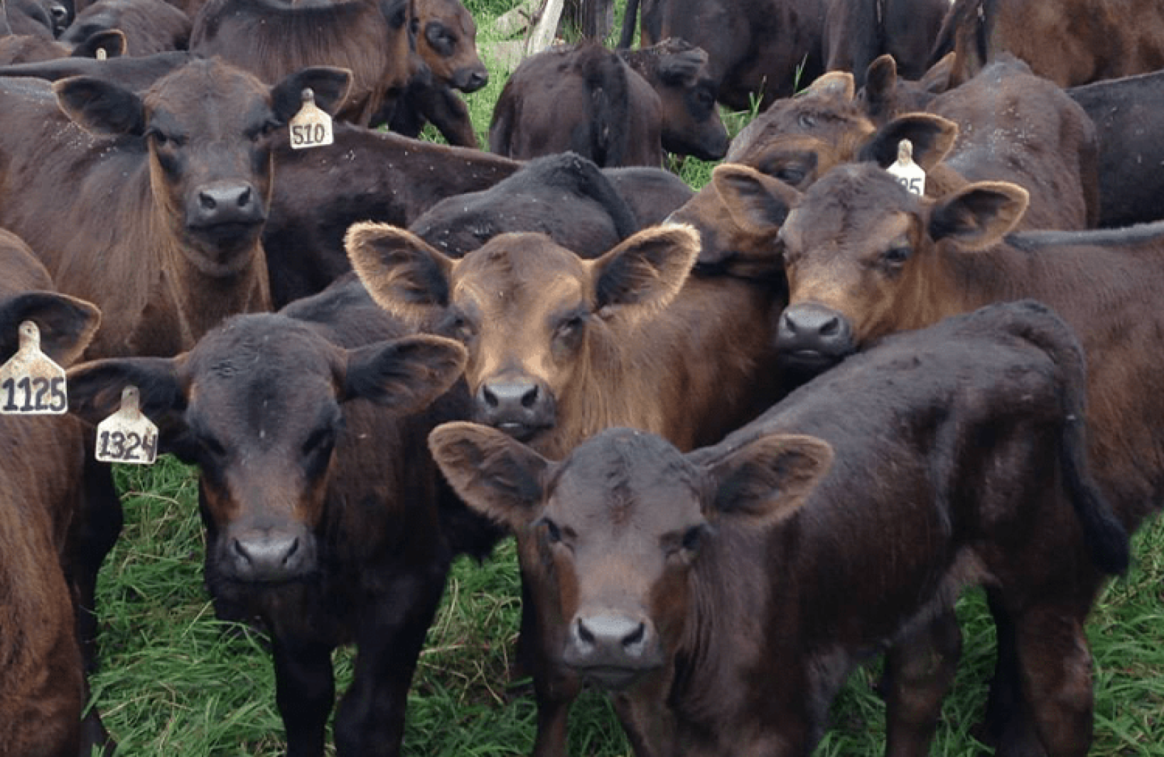 Benson County rancher joins opposition to proposed increase in Argentine beef imports