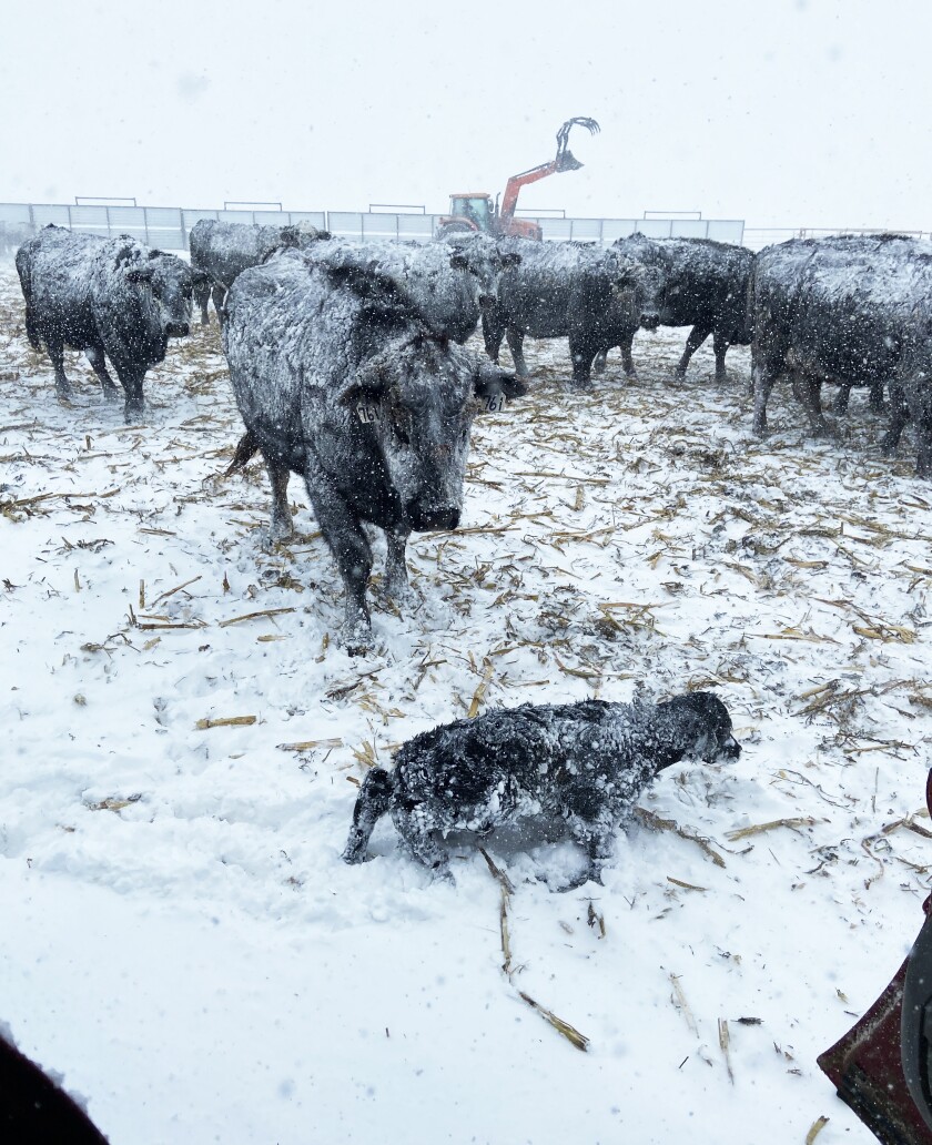 A cow and calf stand among herdmates in a shelter during Blizzard Haley in April 2022.