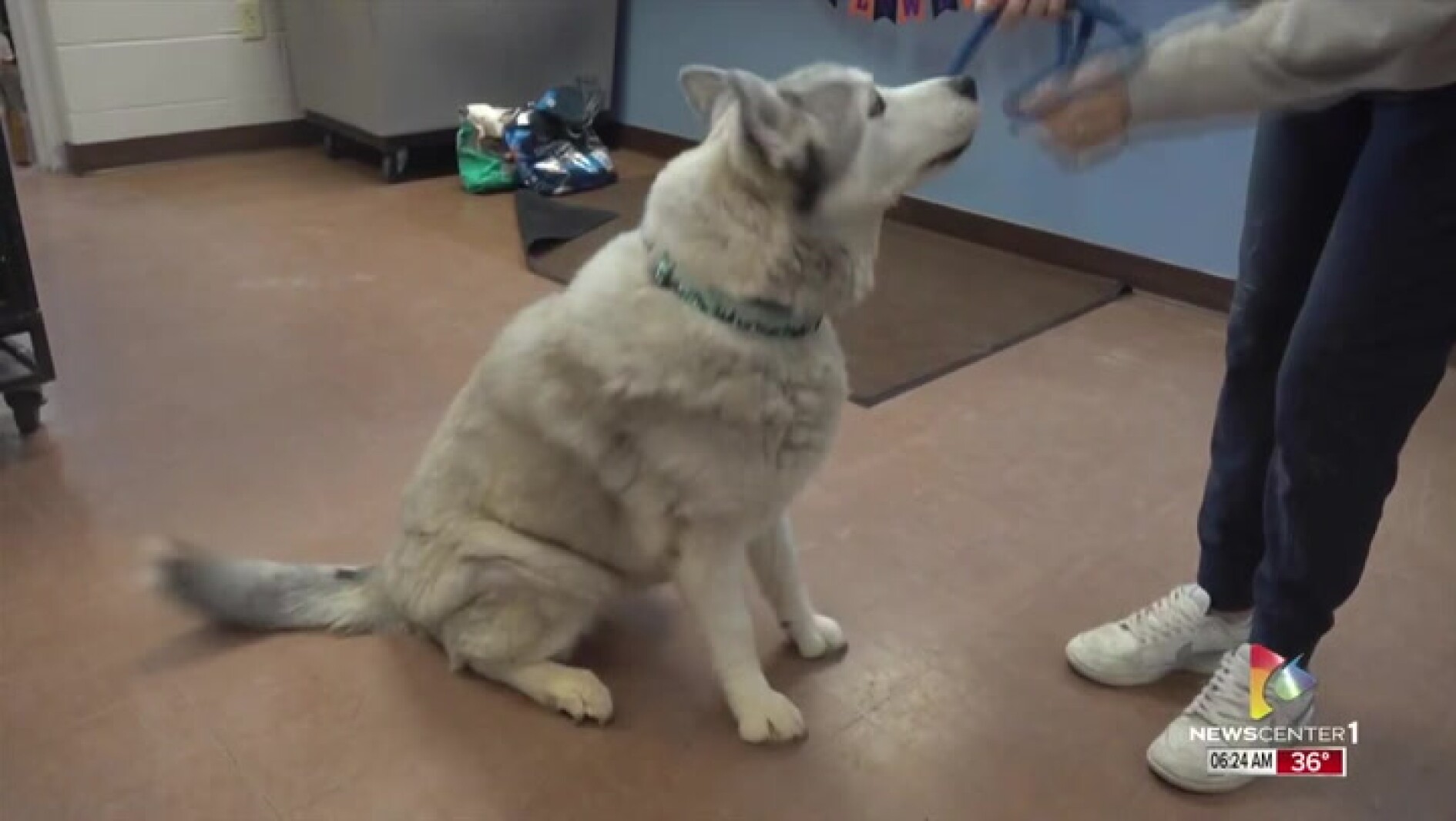 Pet of the Week: This adorable husky mix might be the perfect fit for you