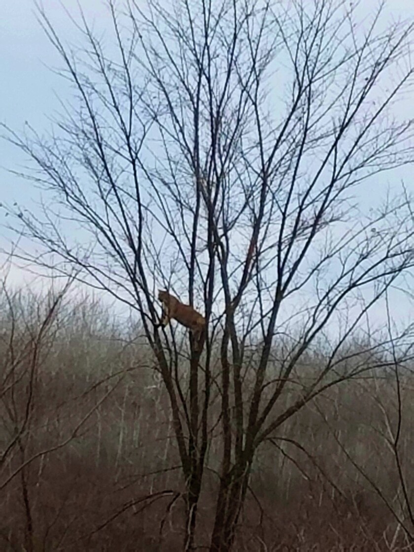 A mountain lion perches in a tree near Nashwauk in northern Minnesota Monday, Nov. 8, 2016. The animal chased a deer and got into a brief altercation with another apparent mountain lion, or cougar, while Jordan Bowen, 16, of Rush City, Minn., was deer hunting. Mountain lions are occasionally seen in Minnesota, but wildlife officials have never found evidence of a breeding population. (Photo courtesy Jordan Bowen)