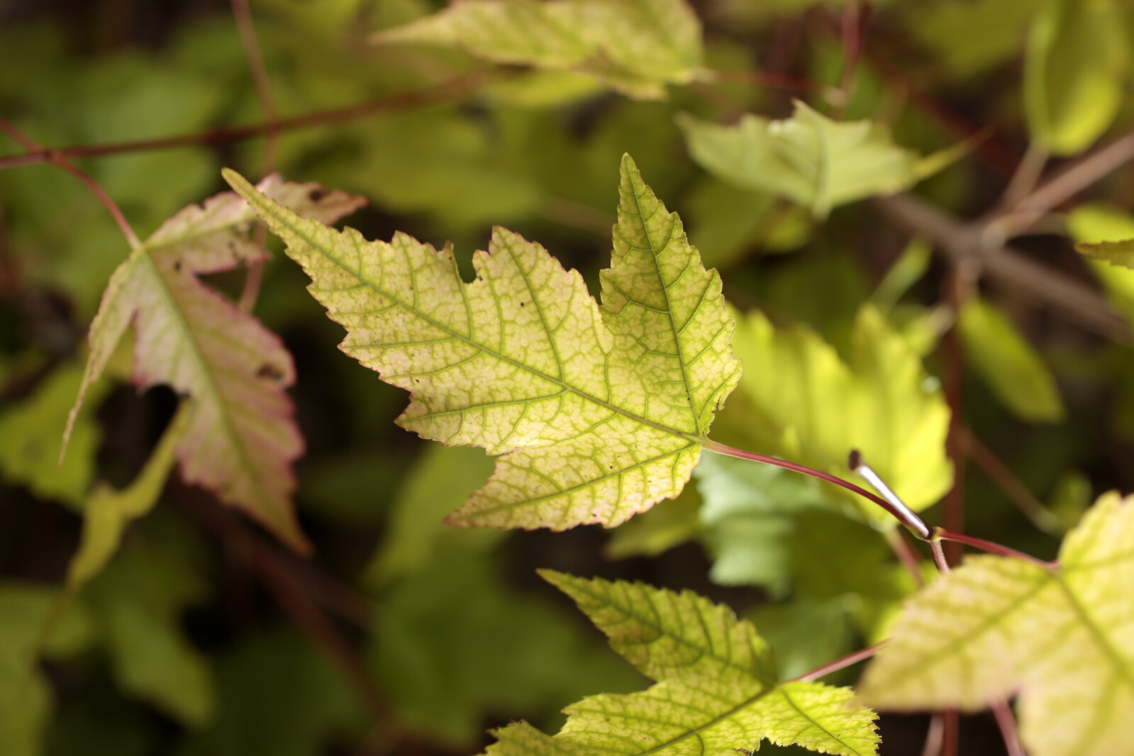 Why Do Maple Leaves Turn Yellow And Sickly InForum Fargo Moorhead why-do-maple-leaves-turn-yellow-and-sickly-inforum-fargo-moorhead