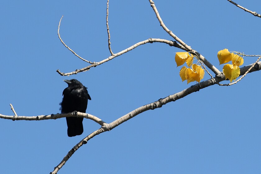 fall colors crow n cottonwood tree two 091122.jpg
