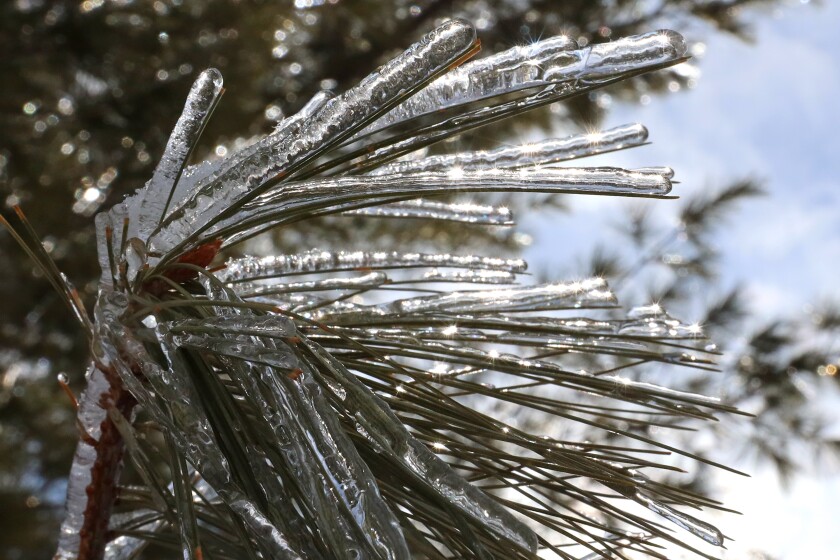 Ice coats a branch on a pine tree Wednesday, April 5, 2023, in Brainerd.