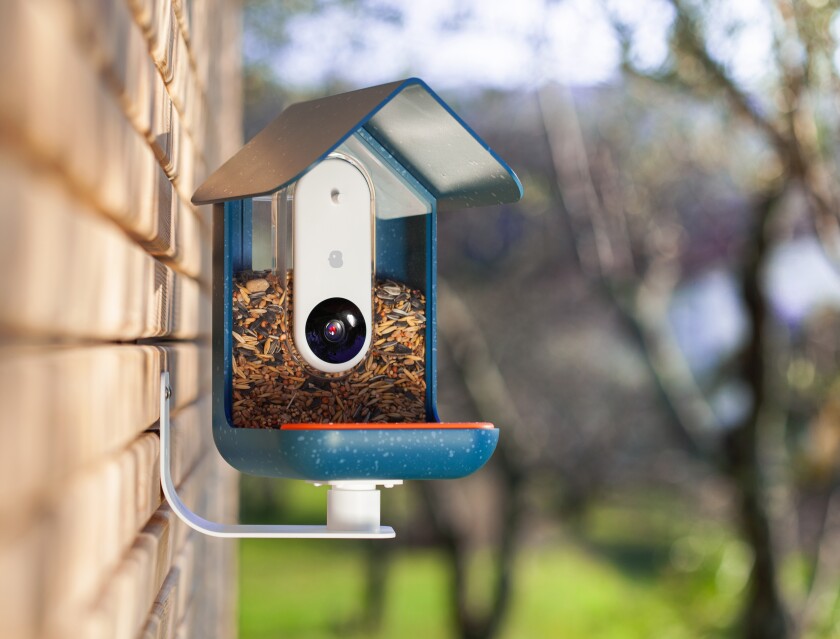 A Bird Buddy smart bird feeder is attached to a wall.