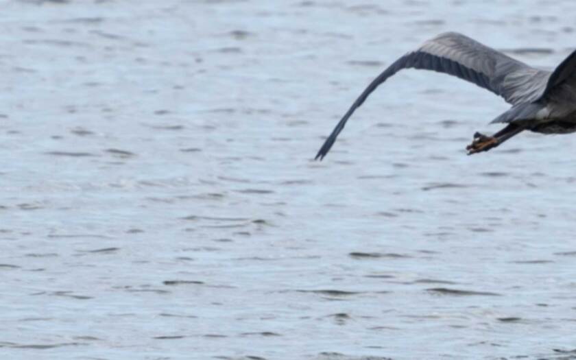 072421-outdoors-blue-heron-miss-shutterstock.jpg
