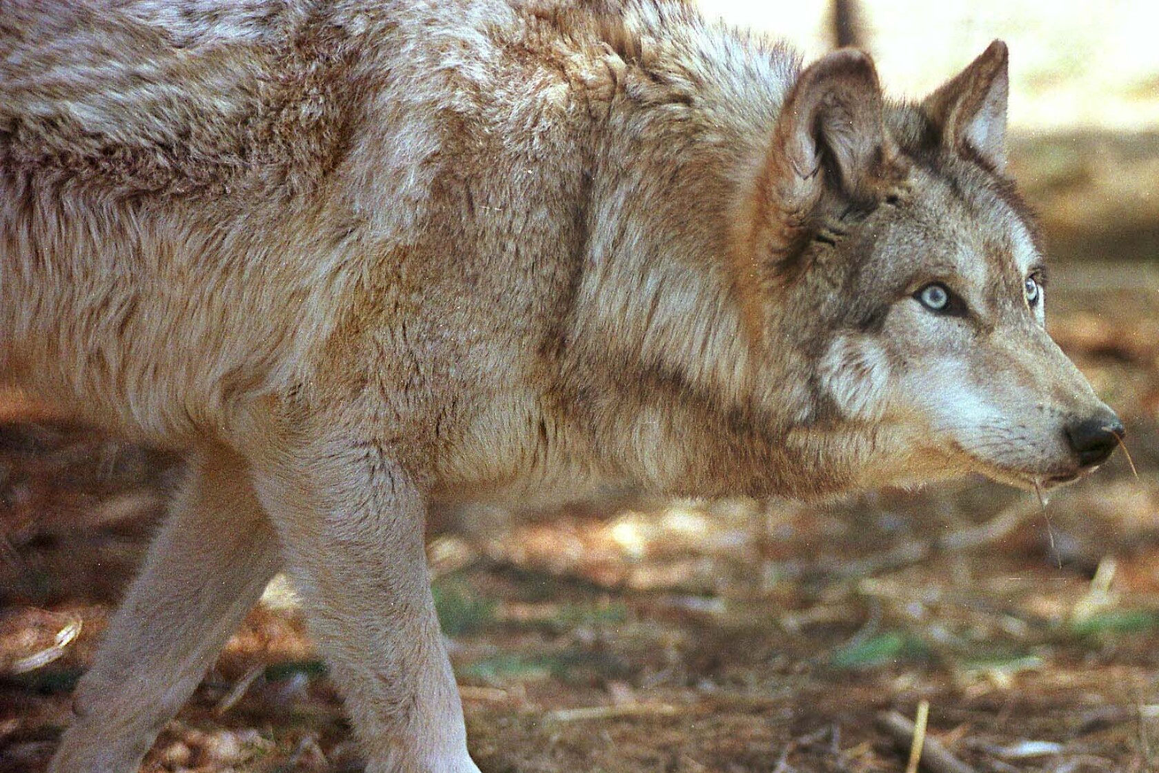 Bygones: 100 years ago, St. Louis County paid bounties on wolves ...