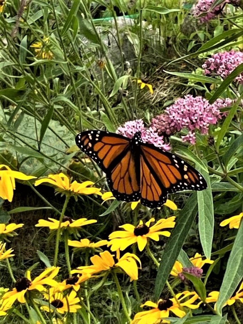 Monarch butterfly.jpg